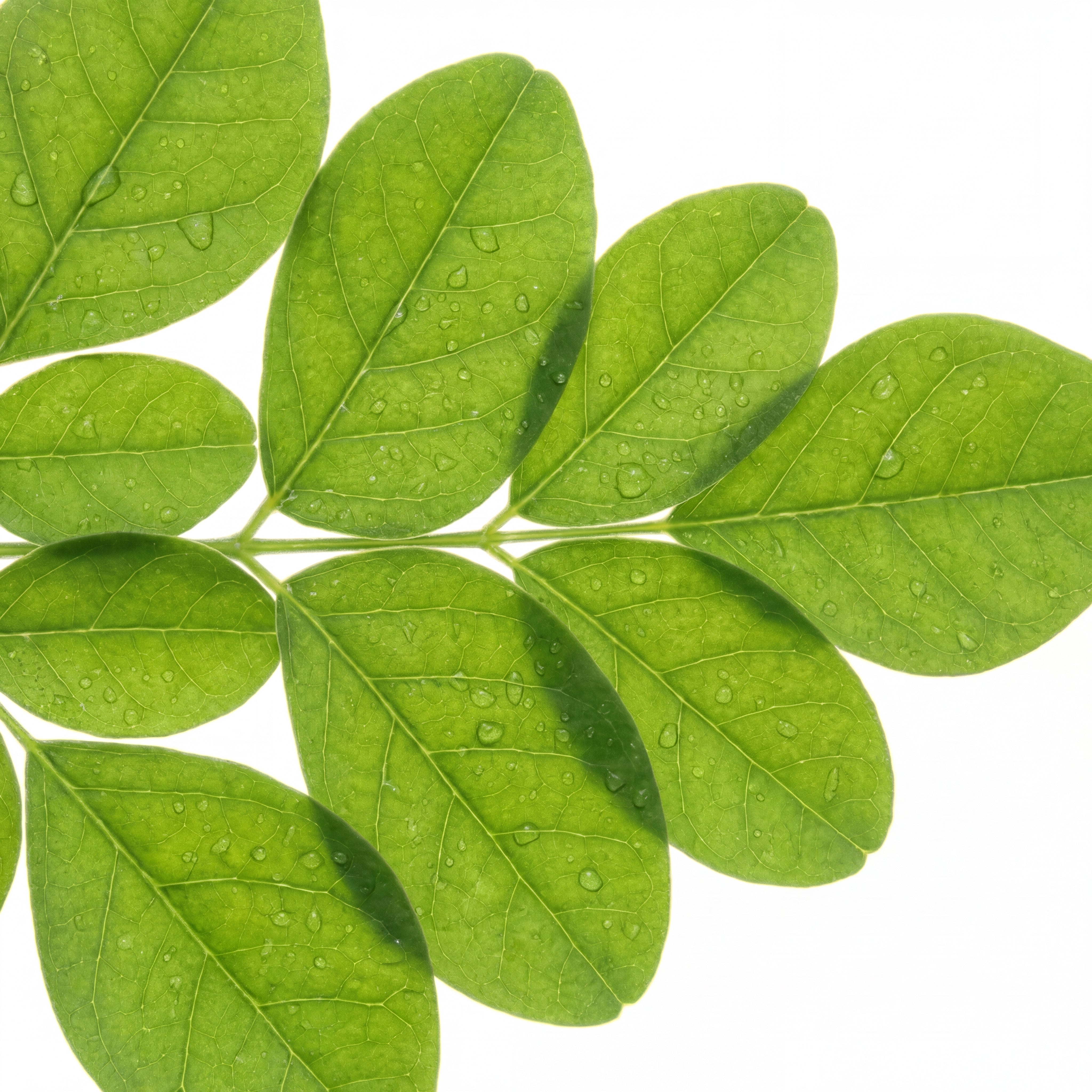 Moringa
